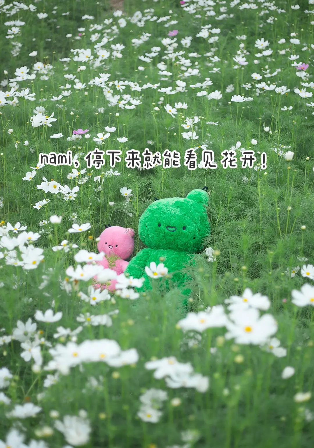 停下来就会看见花开。让我来陪陪你吧！