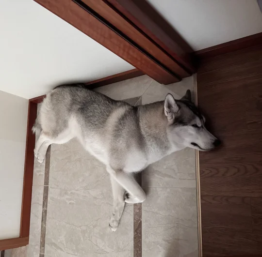 哈士奇睡觉都喜欢翘二郎腿吗