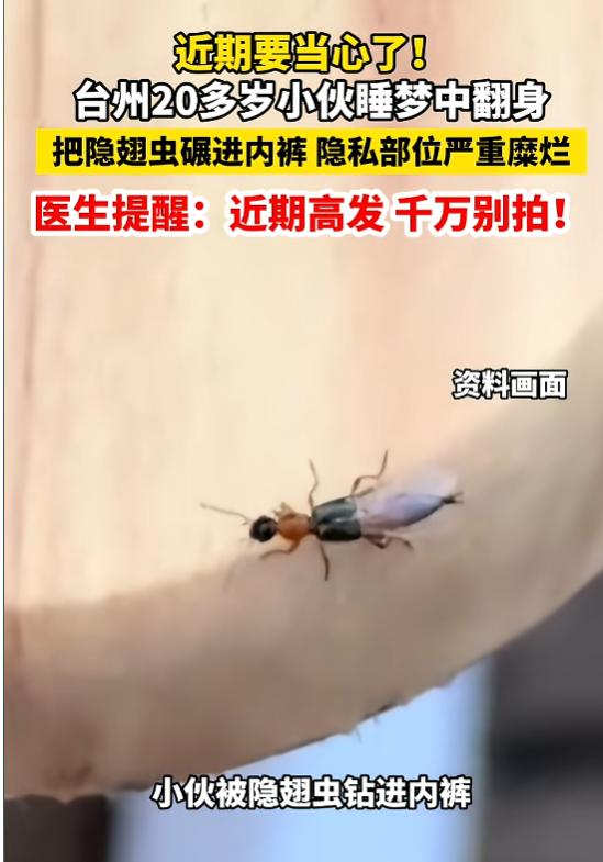 8月8日，浙江台州一名二十多岁小伙，因为睡觉时没关好窗，一只隐翅虫钻进被窝，随后