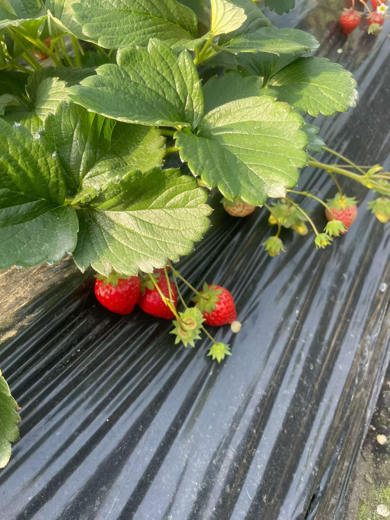 冬日生活打卡季这草莓挺漂亮的啊！
