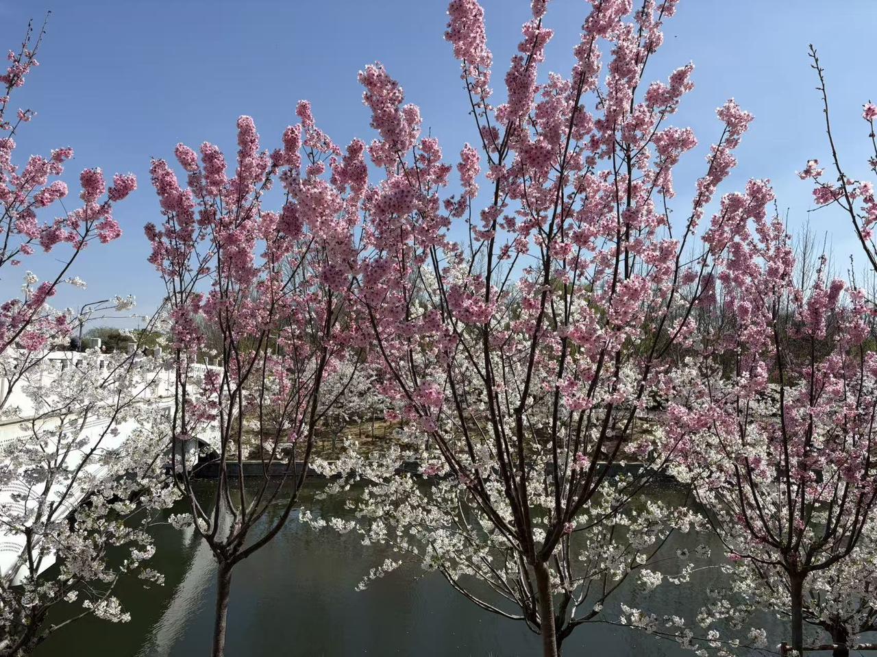 春日生活打卡季春天是最美季节，阵风过后，各种花草树木争奇斗艳