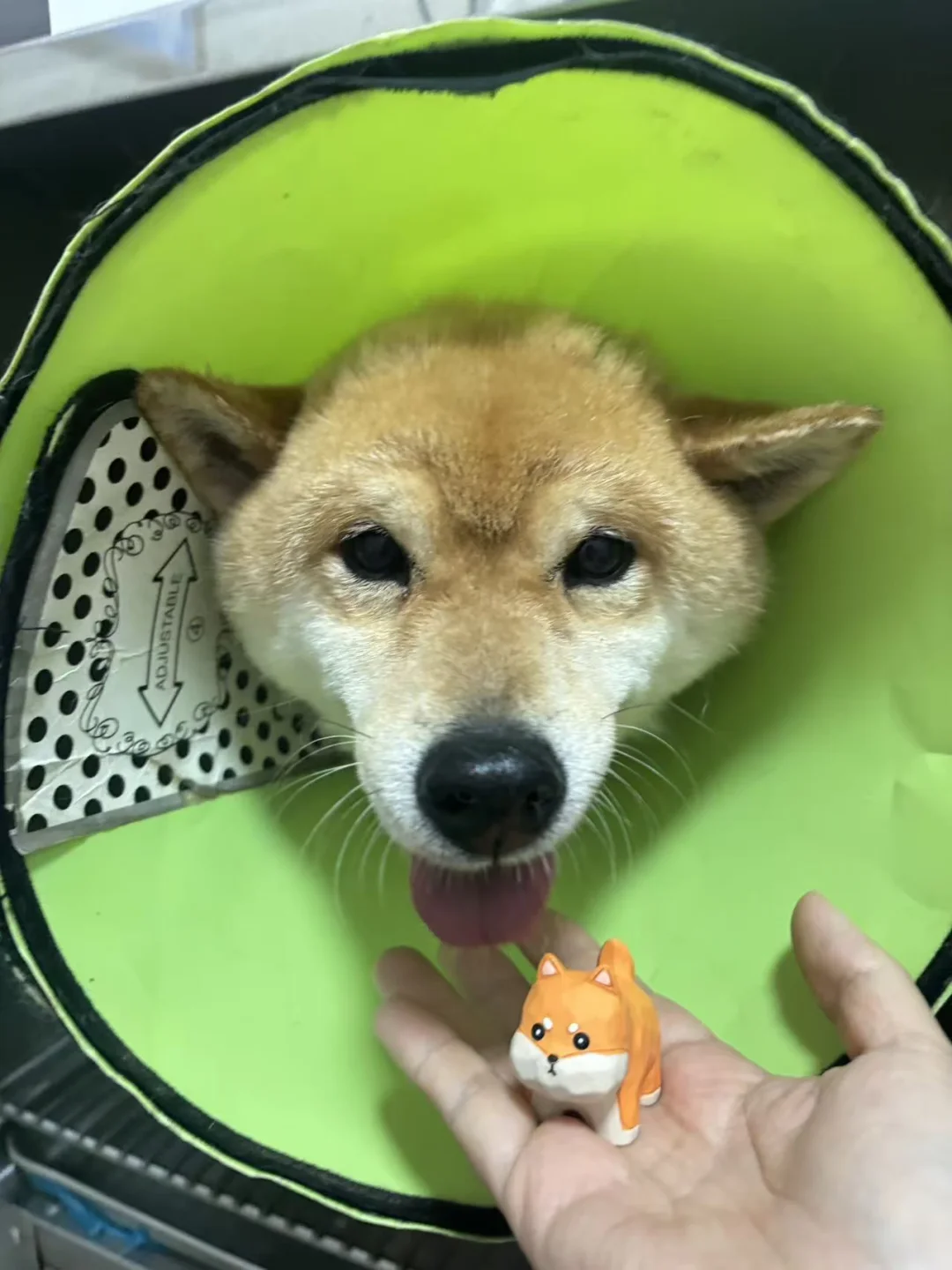 姨姨们，可不可以买我小斗对盲盒吖