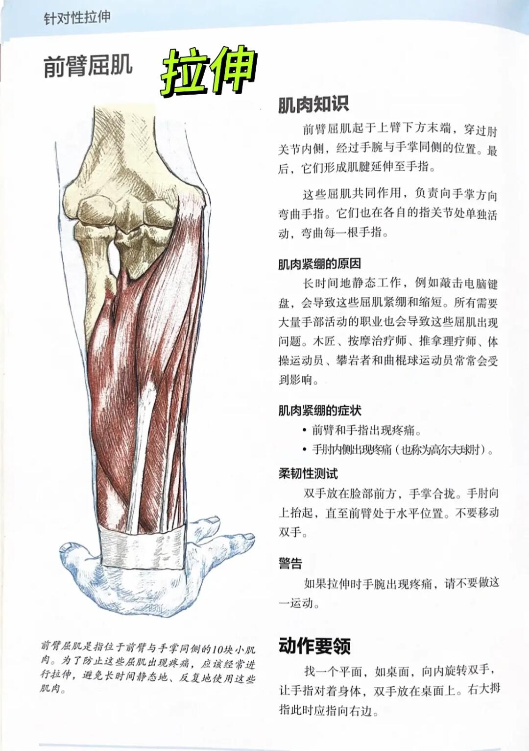 长期打字、用鼠标必看！拯救前臂屈肌僵硬
