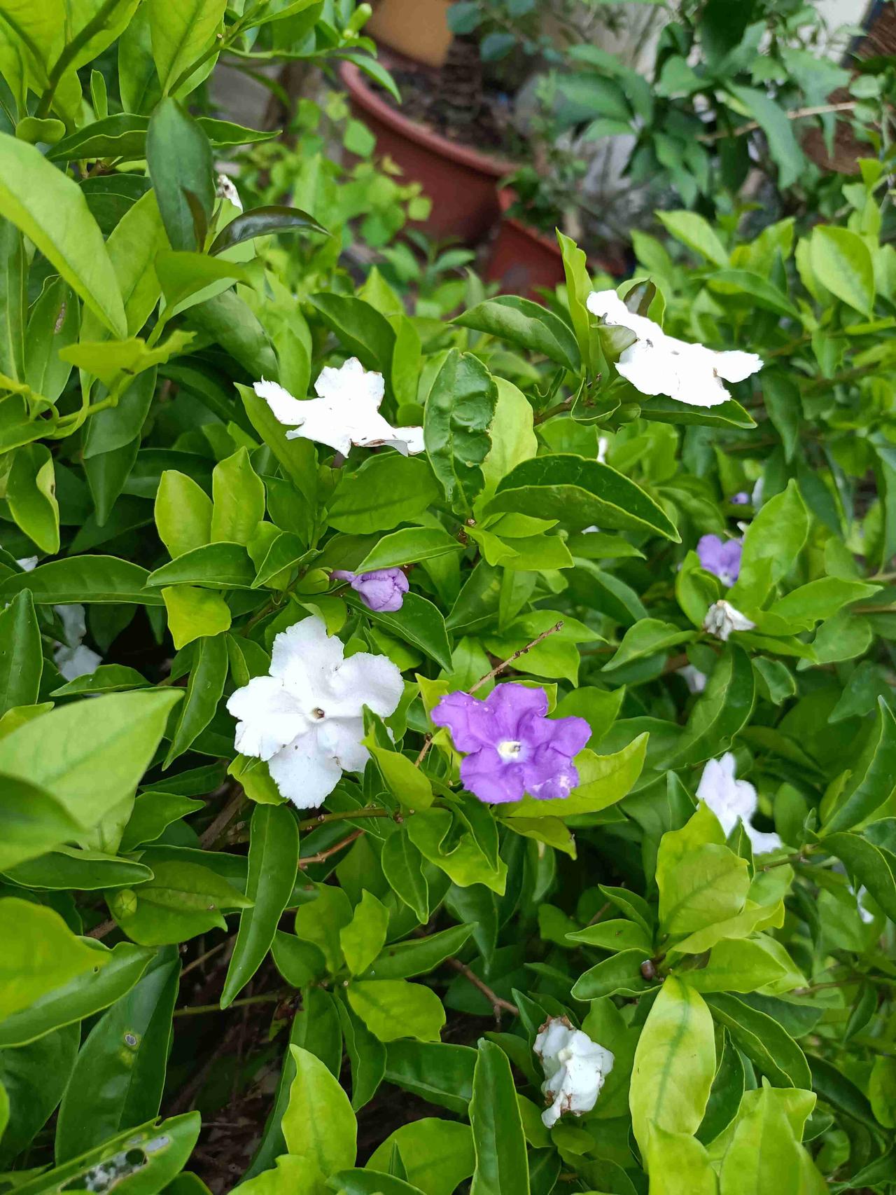 双色茉莉开花了，一棵上两种颜色，在绿叶的衬托下都非常的雅致，还真是漂亮。
带定位