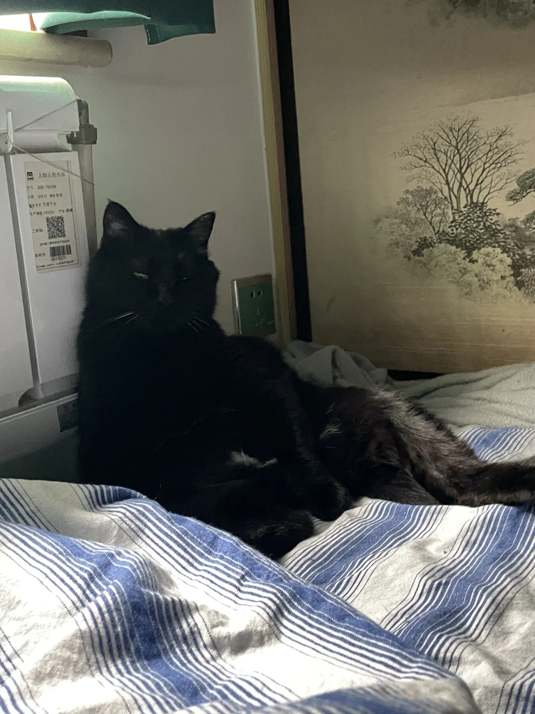 供暖之后的小猫…舒服似老北京大爷