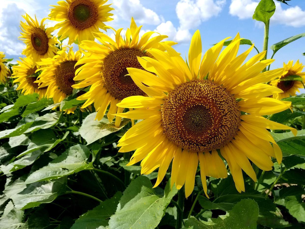 追一束向日葵，把日子过成金灿灿的模样🌻 