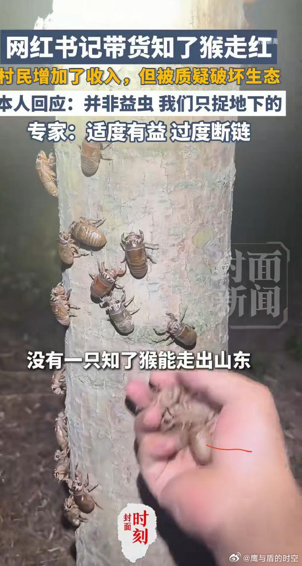 网红书记带货知了猴被指破坏生态 村书记直播带货知了猴助农增收，初衷是带动村民季节