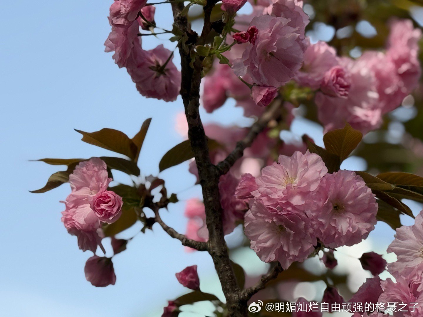 春天的浪漫是花花给的