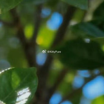 栀子花的种植方法：1. 选苗与土壤：挑选枝叶健壮、无黄叶无虫害的栀子花苗，土壤需
