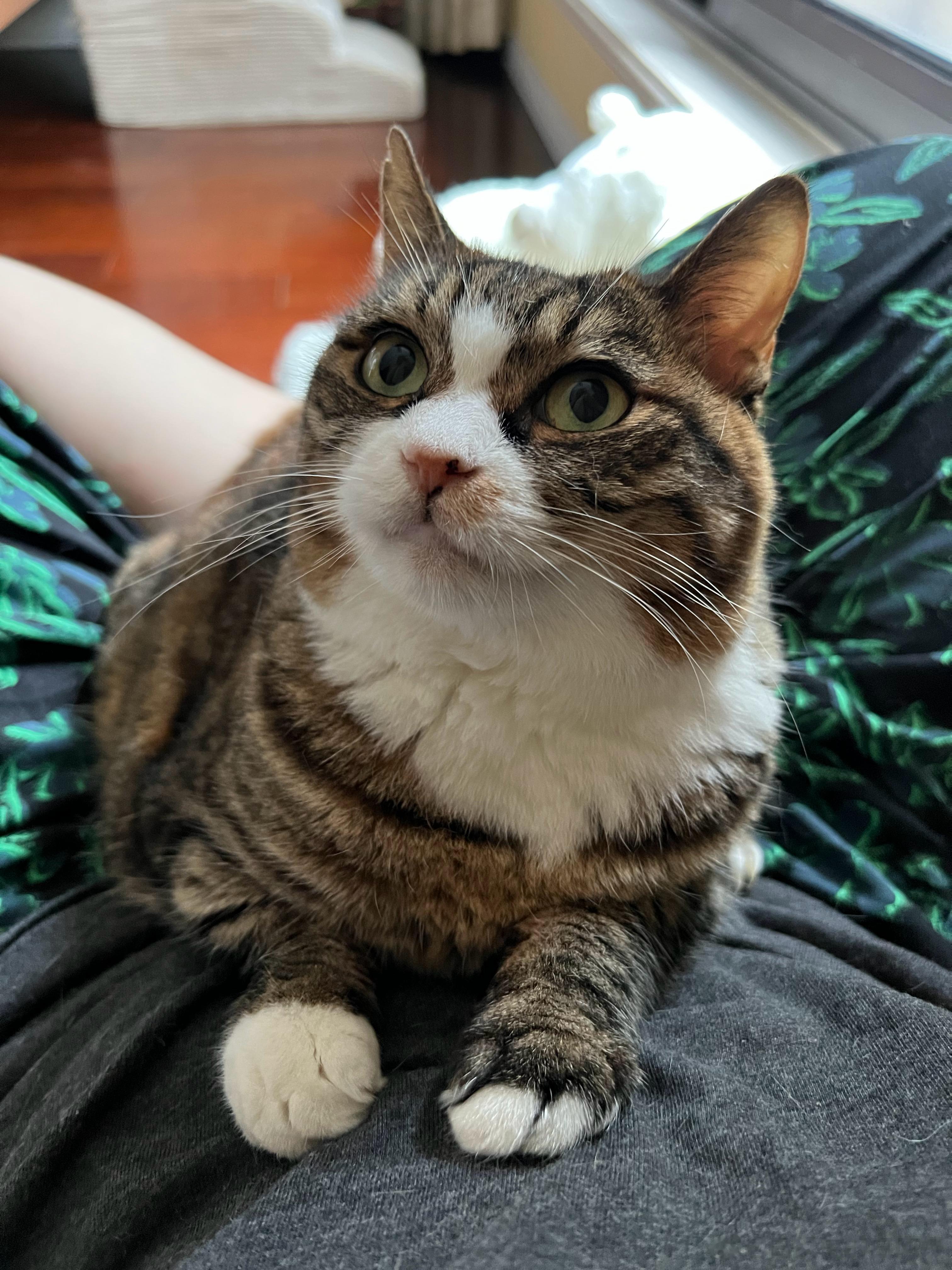 娇滴滴的小女猫你们家没有吗？我还以为是一户一喵的标配嘞[兔子] ​​​