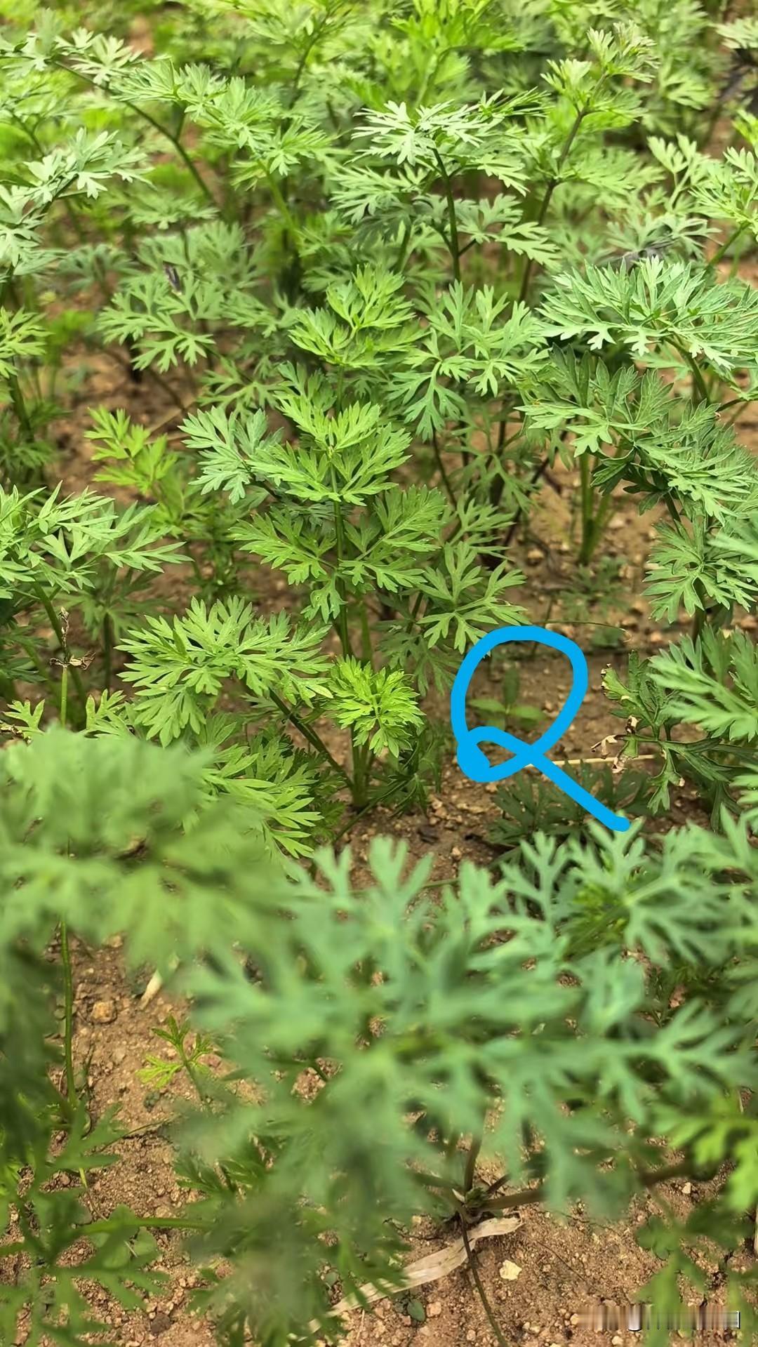 为什么我种的胡萝卜长的奇奇怪怪?
我也见过我的园邻种出了奇形怪状的胡萝卜——见文