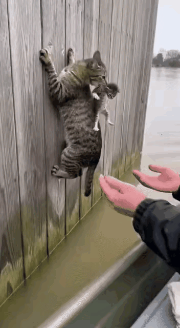 调皮的小猫落水后不停地嚎叫，猫妈妈赶来时小猫已随着水流漂了很远。
情急之下，猫妈