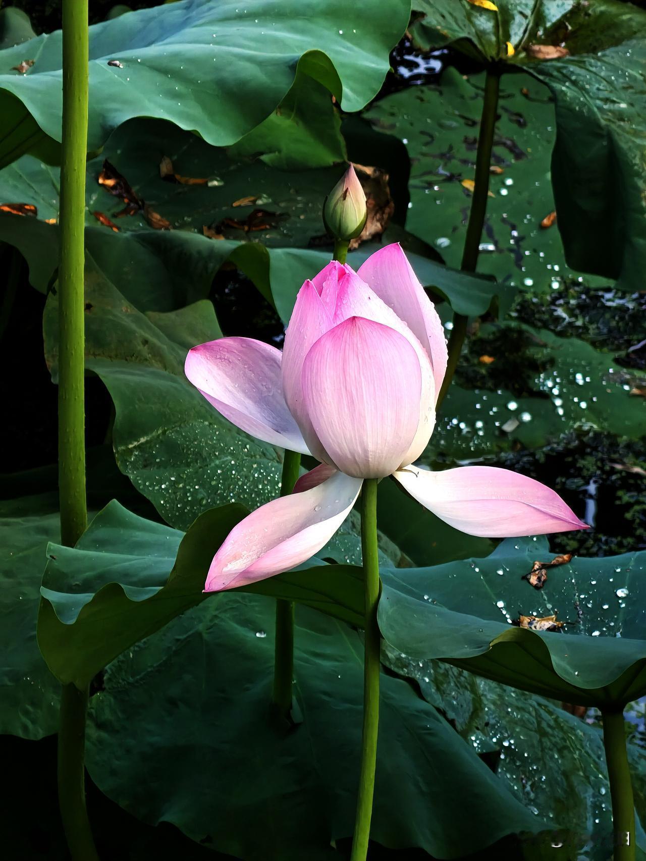 雨后荷塘里