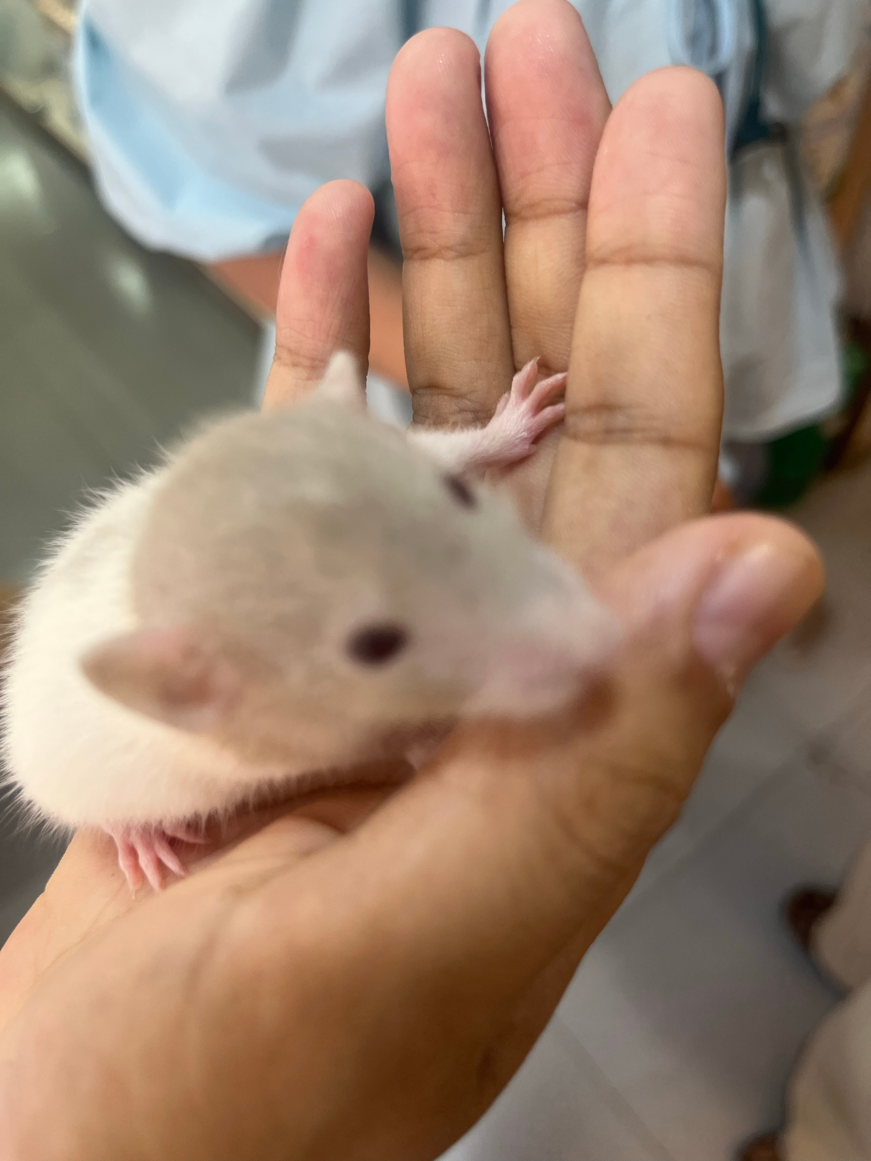鼠鼠 