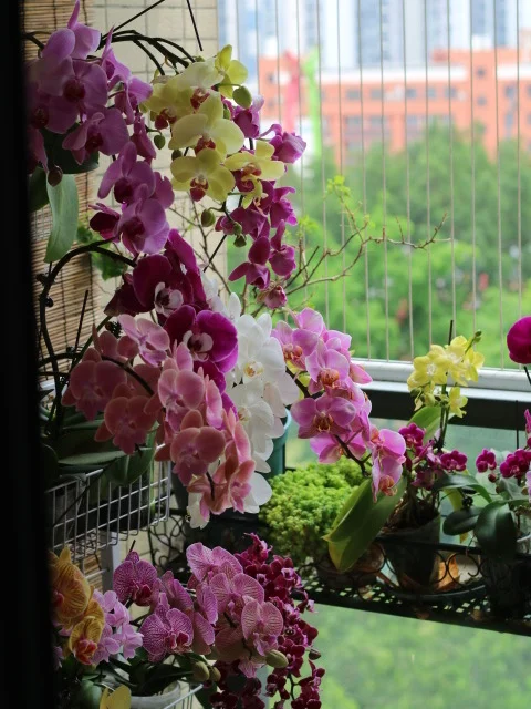 周一休息😴在家看花🌸蝴蝶兰
