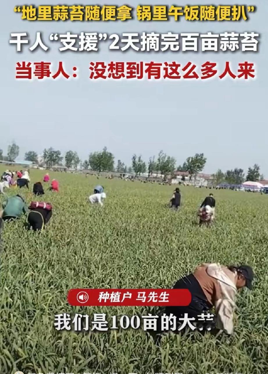 人怎么能聪明成这样？江苏徐州，男子种了一百多亩大蒜熟了，如果雇人摘，一个人一天得