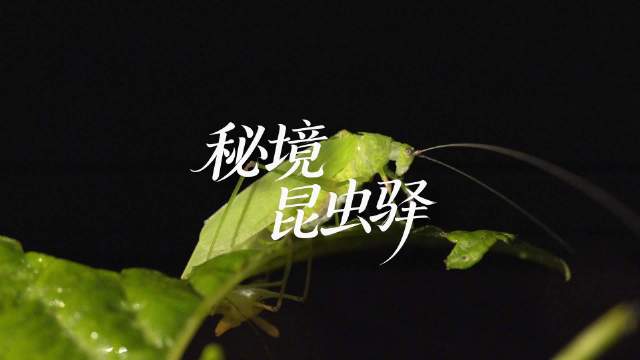 武夷秘境藏虫趣，山野一驿读自然！福建南平，武夷山国家公园深处，建阳黄坑坳头村一隅，一座展馆静卧层峦叠