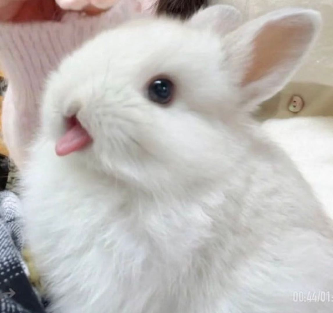 我家萌萌兔妹🐰😛 