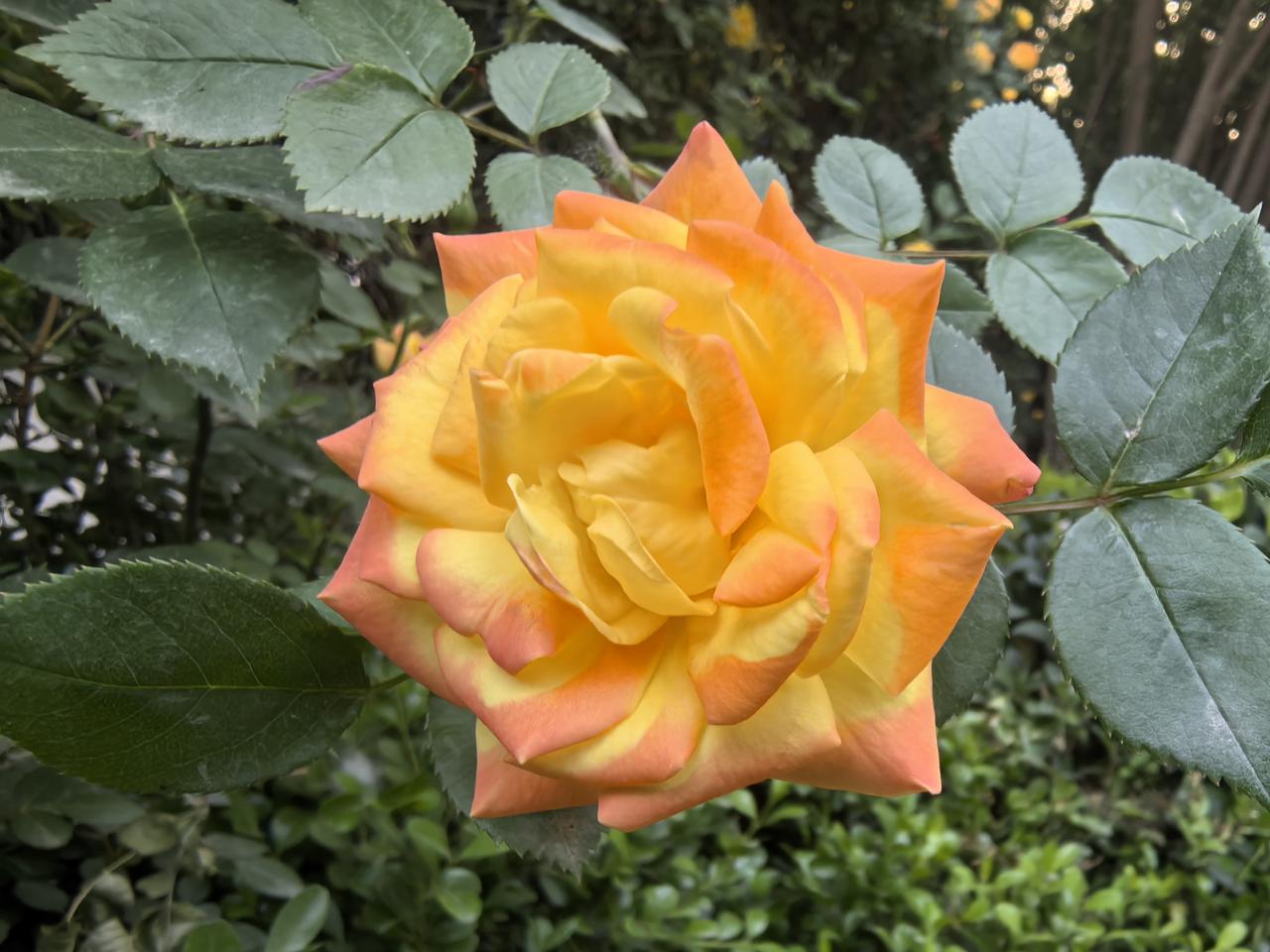 给大家分享我拍的花照。花朵肆意绽放，花瓣舒展，色彩明艳，美得让人移不开眼。

每