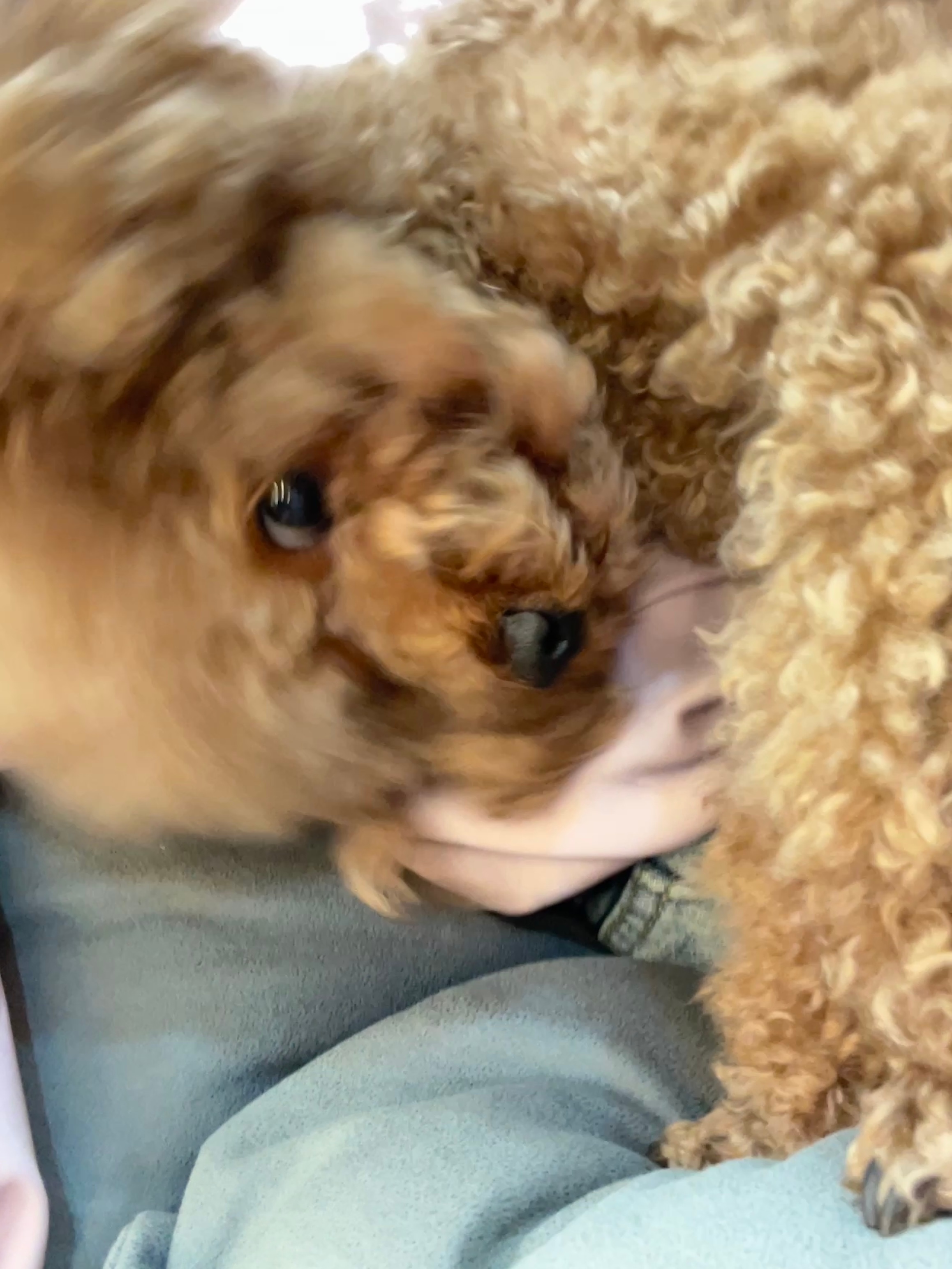 可爱小狗🐶 ​​​