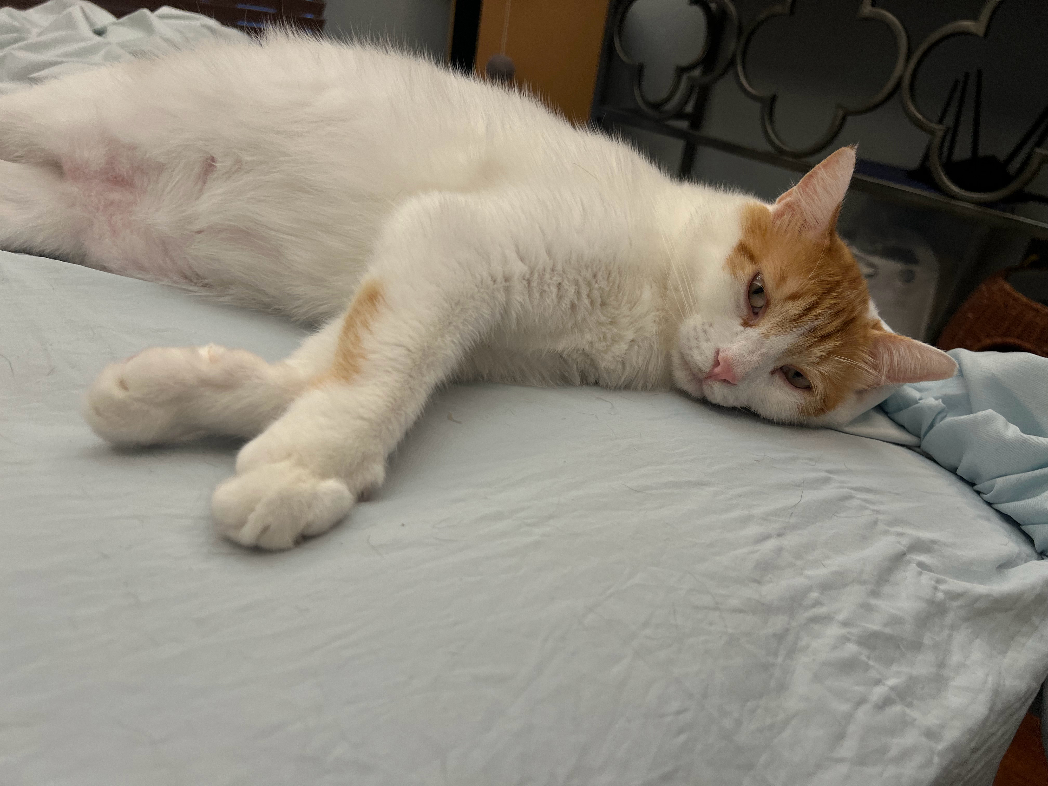 赖床小猫，赖在这里赶都赶不走萌宠c位计划