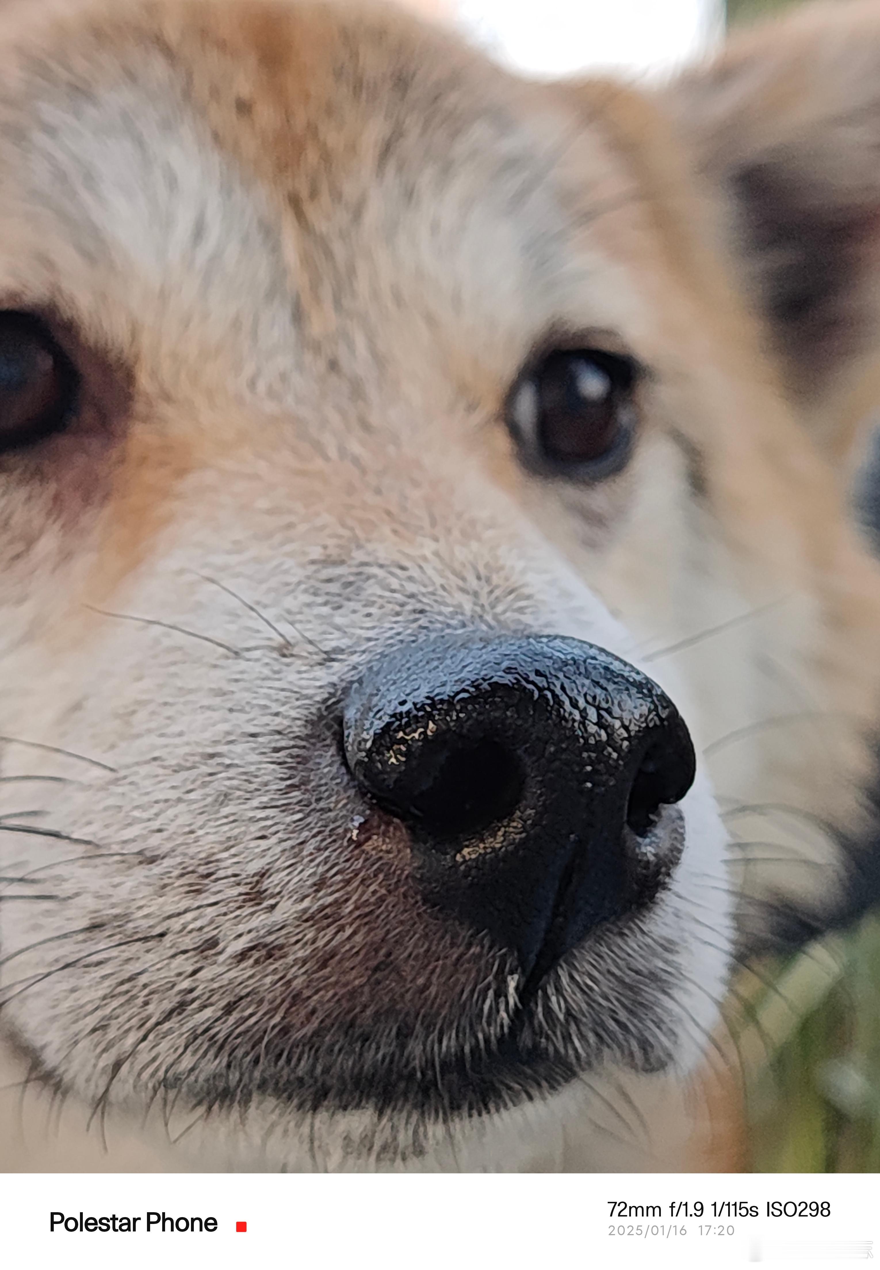 宠物  柴犬  “少年” 