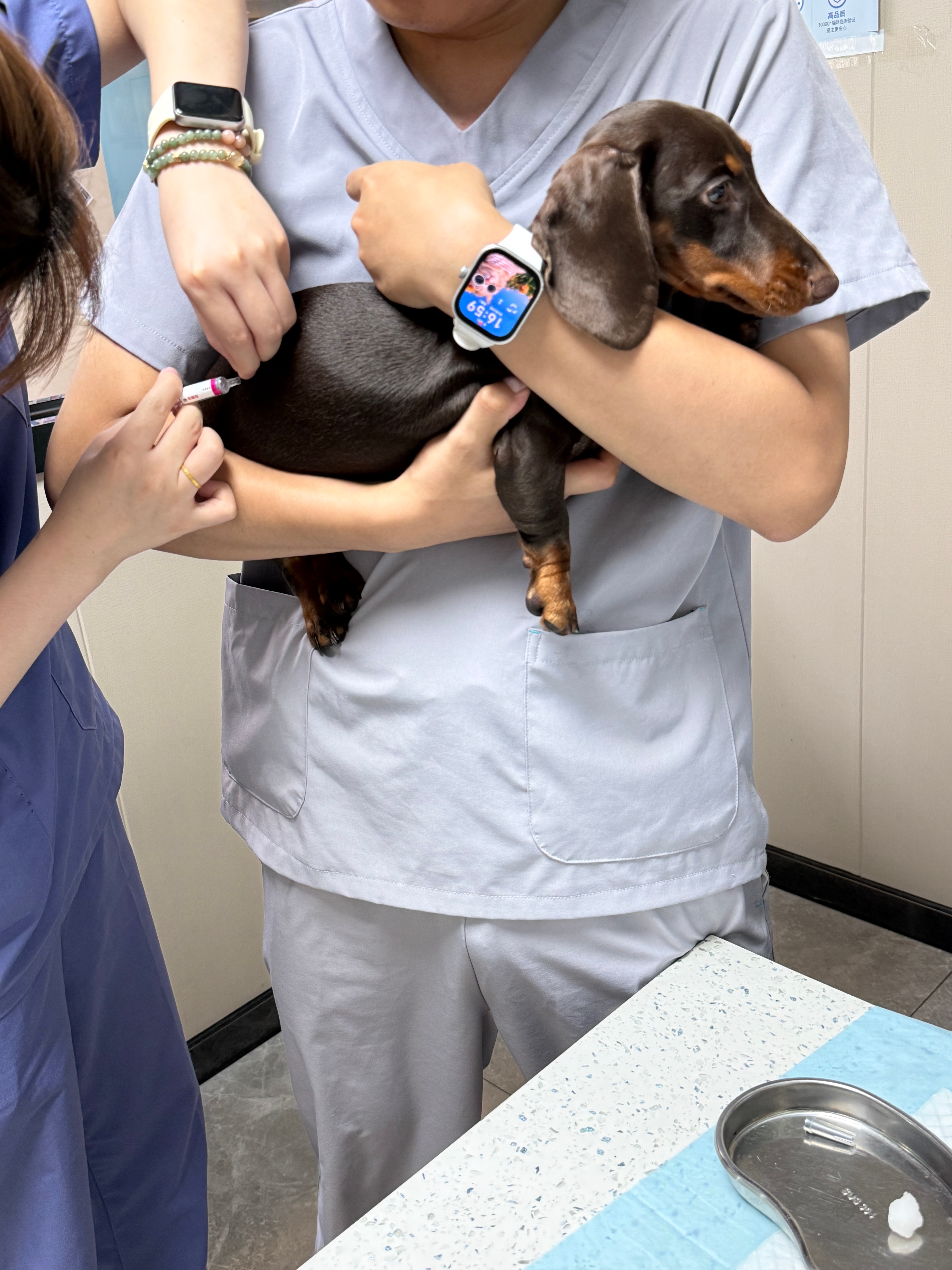芝芝昨天是勇敢乖宝宝 打狂犬疫苗不哭不闹现在开始起反应了 身体很脆弱 在家一直嘤