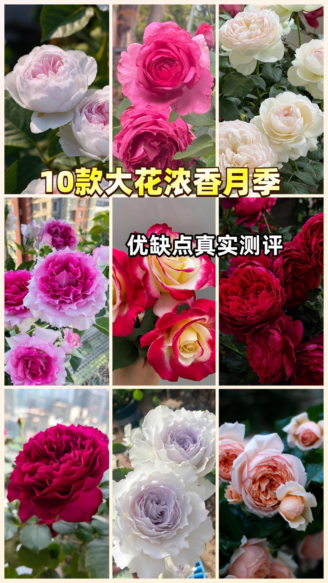 10款大花浓香月季 优缺点大公开（纯灌木/切花｜颜值在线｜花友按需选）
1. 尘