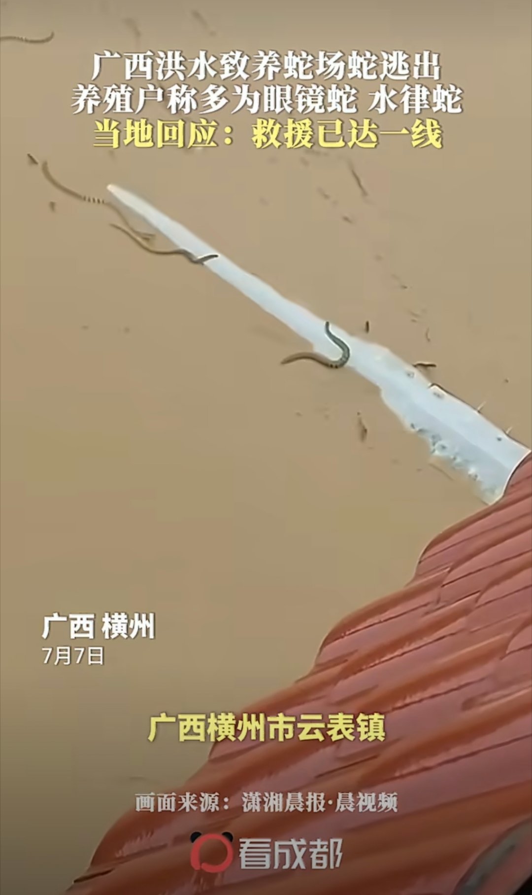 #养殖场出逃蛇类约800至900条#【不要自发捕蛇】太可怕了，屋漏偏逢连夜雨，台