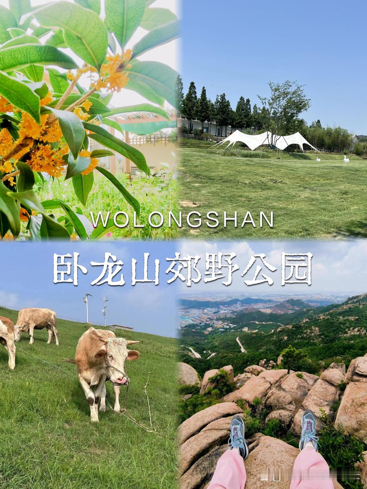 日照卧龙山郊野公园一日游全攻略

刚从日照卧龙山郊野公园回来，立刻整理了这份保姆