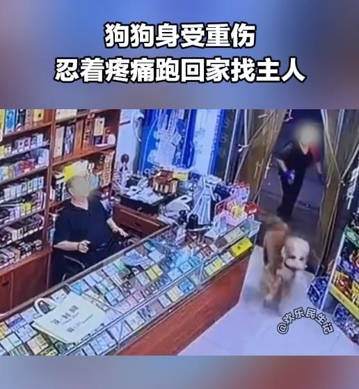 谁能不心疼啊！狗狗被车撞骨折，忍着剧痛惨叫着往家赶。它心里清楚，家才是最安心的港