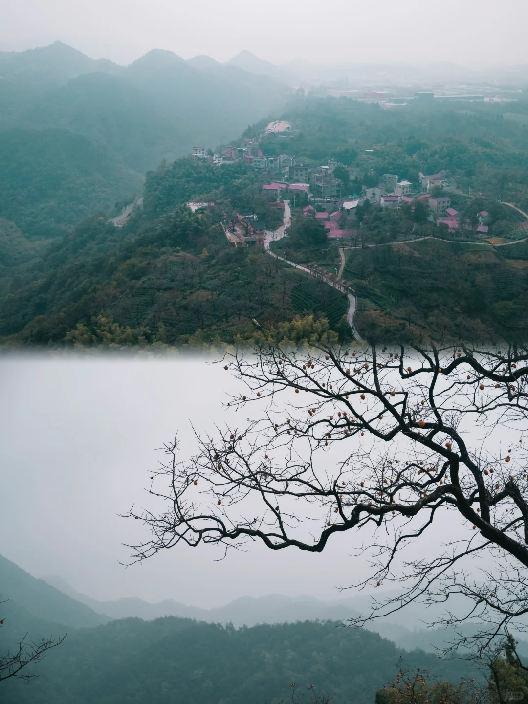 绝绝子，绍兴新昌兢山村拍柿子攻略！