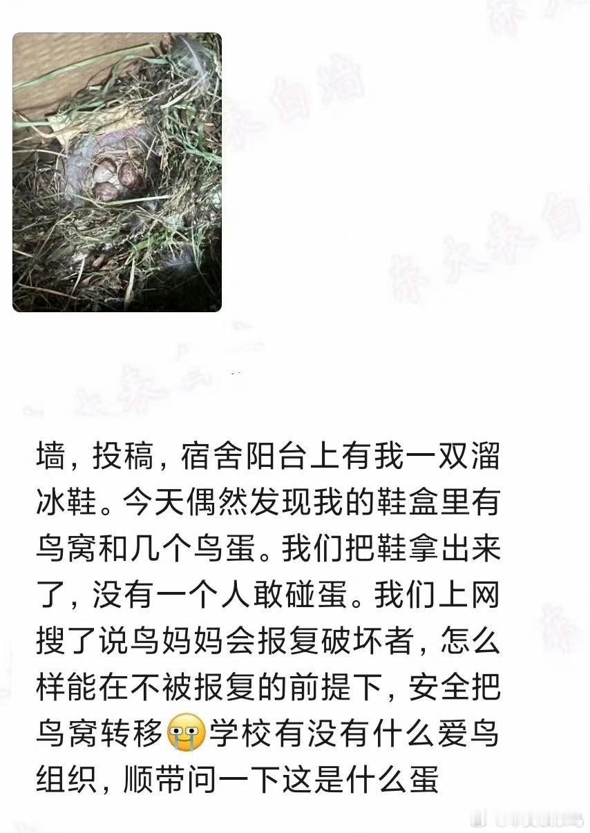 #鸟粉投稿# 溜冰鞋盒里的鸟窝🙊 看着像是麻雀的蛋🥚可以鸟窝和鞋盒放回原来的