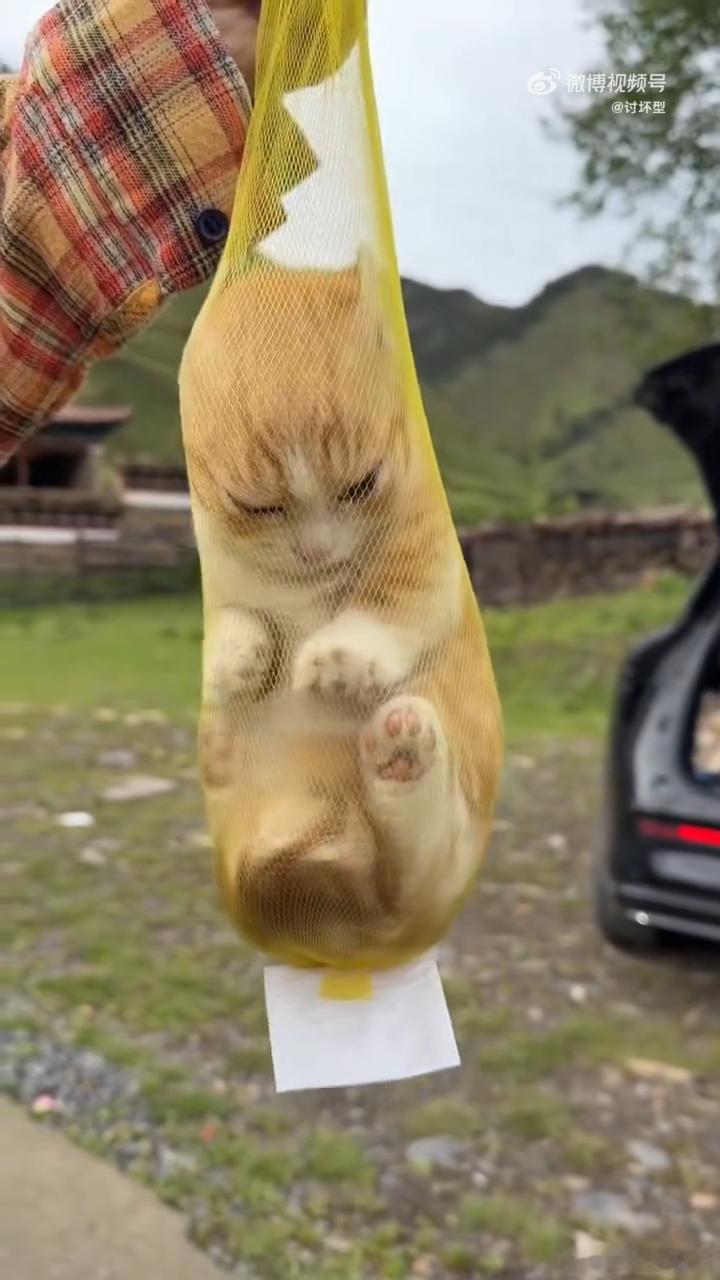 猫包已经进化成这样了 楼下遛猫的那个包，居然有个小零食槽，走累了还能喂猫咪吃点东
