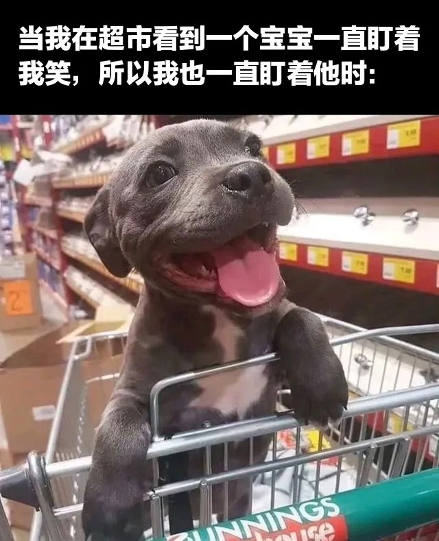 🐶：其实我也是超市的售货员呢，专卖可爱 ​​​