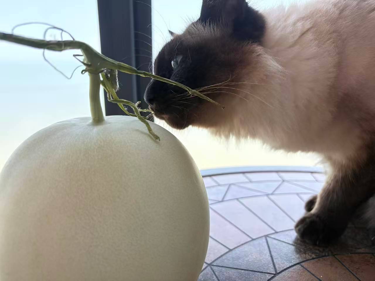 去年卖过的玉菇甜瓜上架啦！果肉细嫩，汁水丰富，甜度非常高~ （转发抽三人，每人送