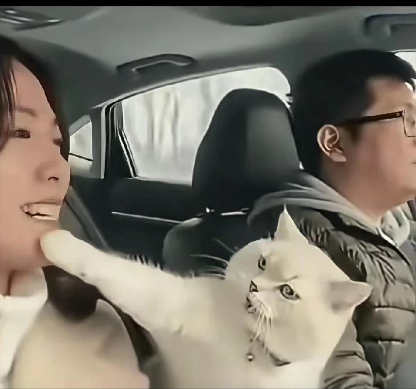 太不可思议了，小夫妻从江浙自驾回河南周口老家，担心猫咪独自留在宠物店受委屈，便带