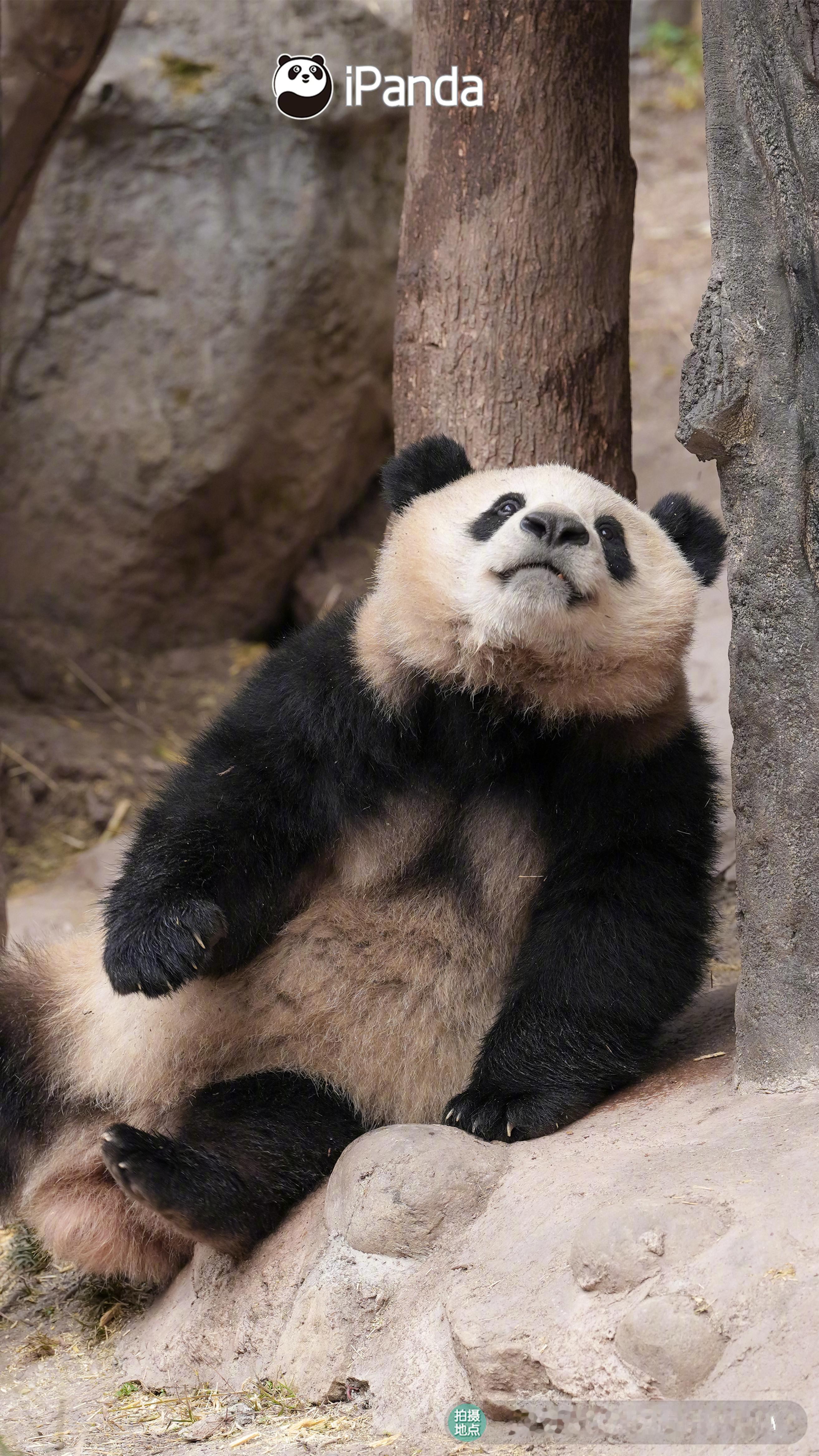 只要45度仰望天空，就一定能掩饰我摔熊的尴尬😅大熊猫春野 熊猫趣图