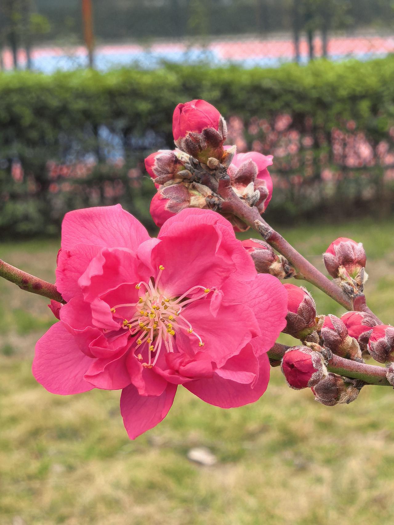 春色满园 一张照片证明春天来了 春天来了 春色满园