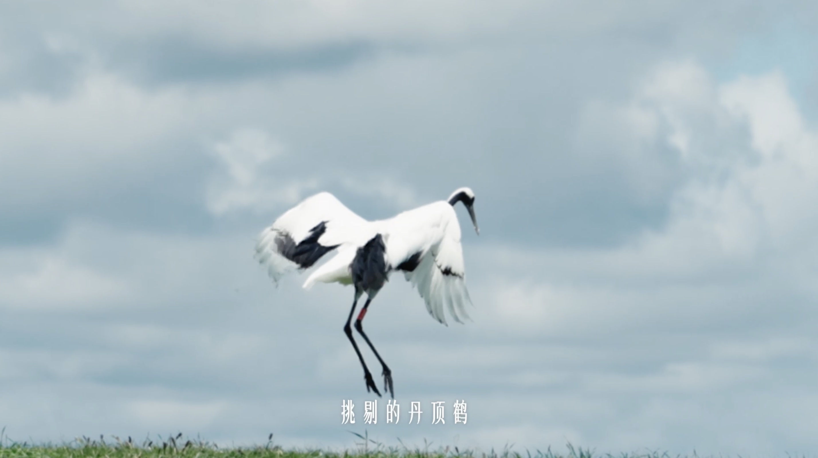 刘浩存代言飞鹤刘浩存的镜头表现力令人惊艳，牧场起舞的片段让人无限循环，景色与人完