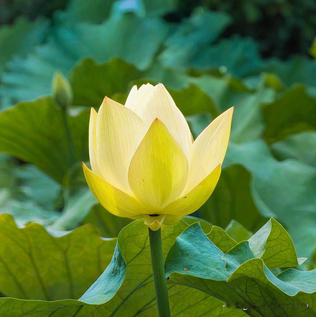 今天去公园闲逛，一眼就瞧见一朵漂亮的黄色荷花在绿叶中绽放。那颜色，嫩黄嫩黄的，就