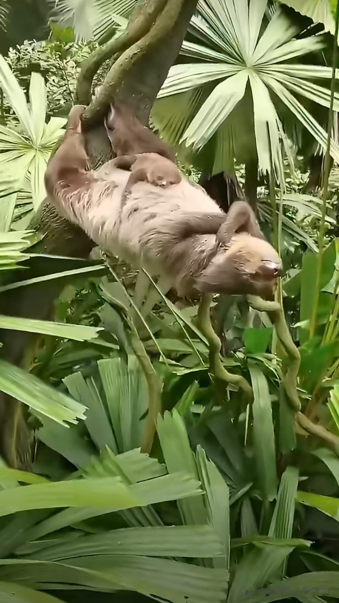 树懒宝宝在妈妈身上打盹
