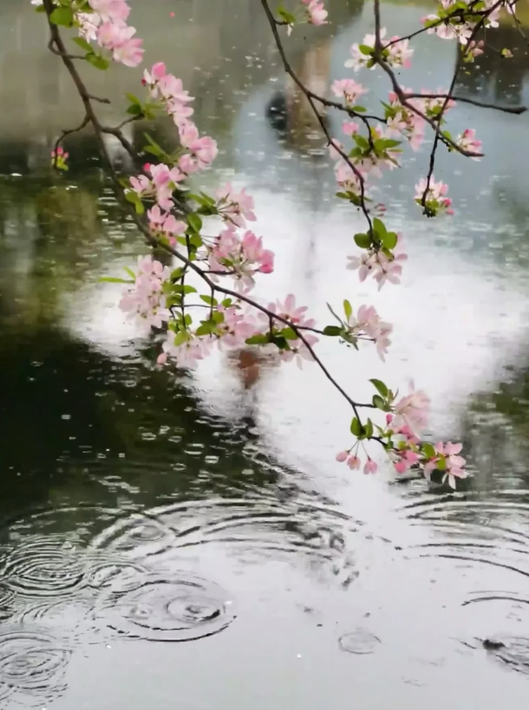 落花有意