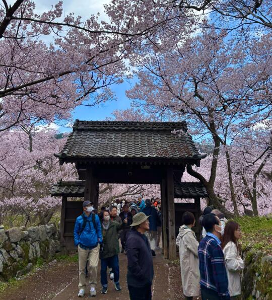 长野｜赏樱胜地～高远城址公园🌸