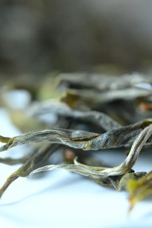 冰岛普洱的毛茶为什么要干燥? 冰岛普洱的毛茶干燥那可是相当重要。干燥能去除毛茶里