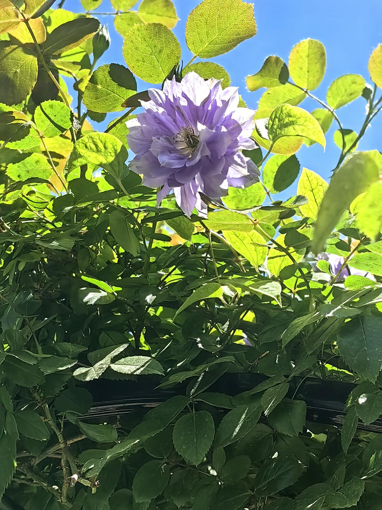「繁花映社区，芬芳满庭间」
 繁花次第映庭芳，
陌上清风染暗香。
一隅社区皆盛景