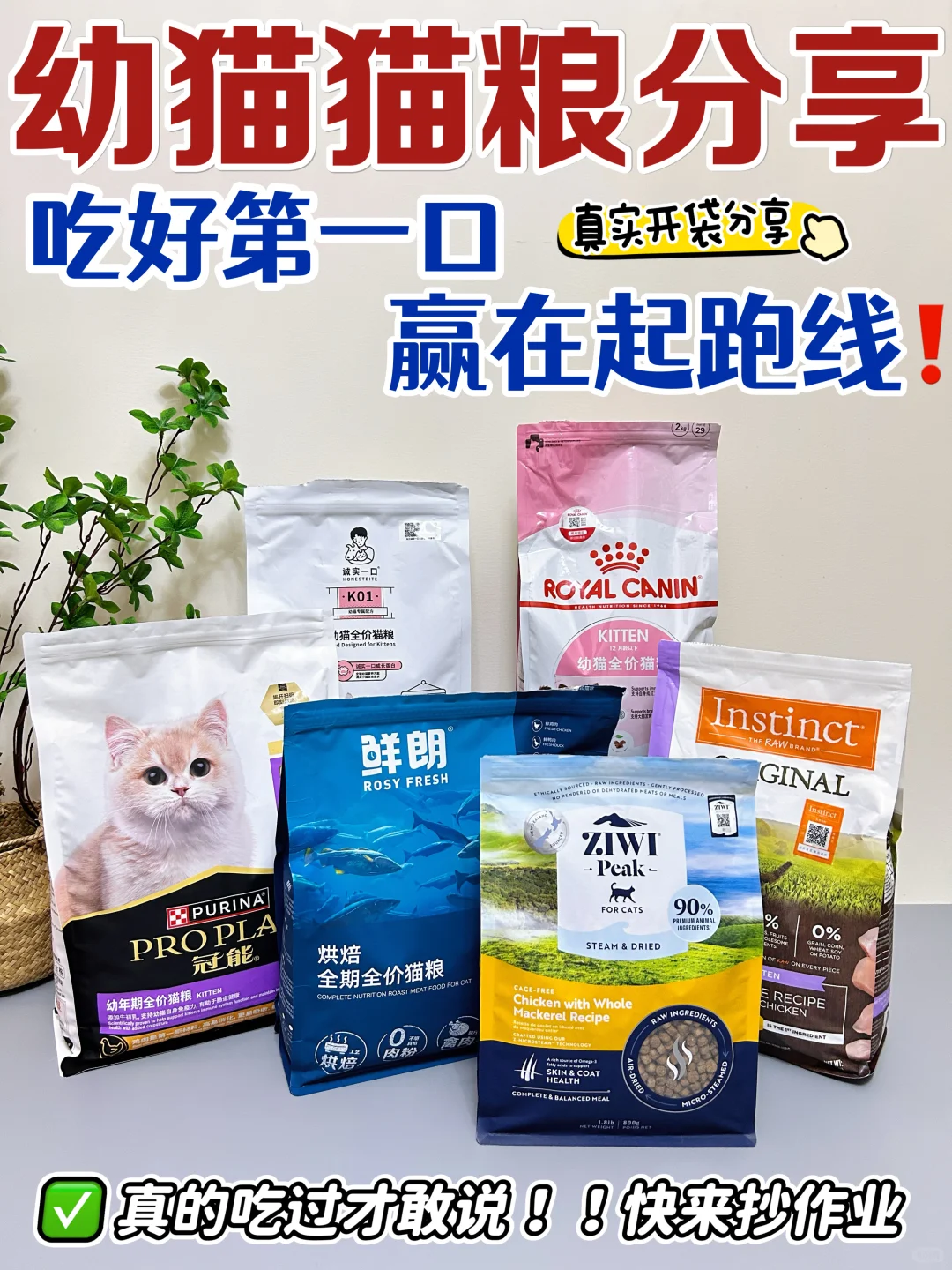 选对幼猫第一口猫粮，让猫咪成为喵生赢家