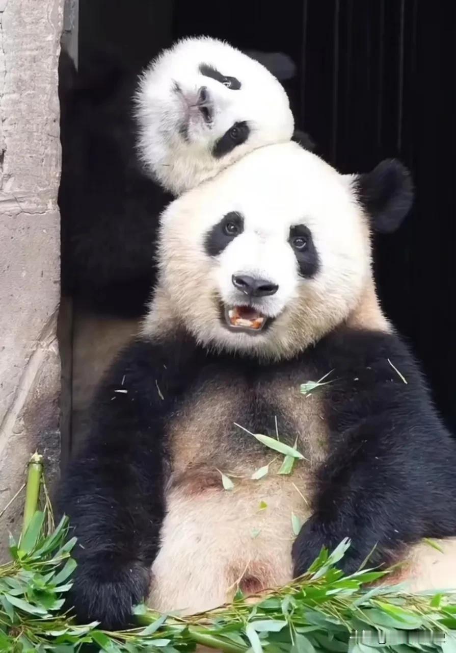 莽仔：臭小子不听话，以后别喊我妈！
莽小五：三姨！六姨喊我去她家住几天…

这次
