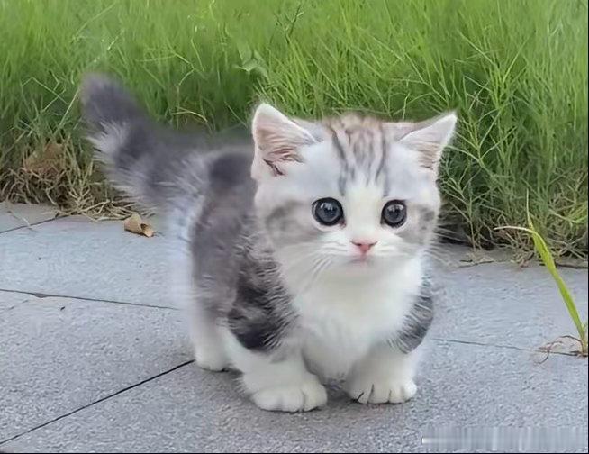我们敏浩是一只矮脚起司🥰 