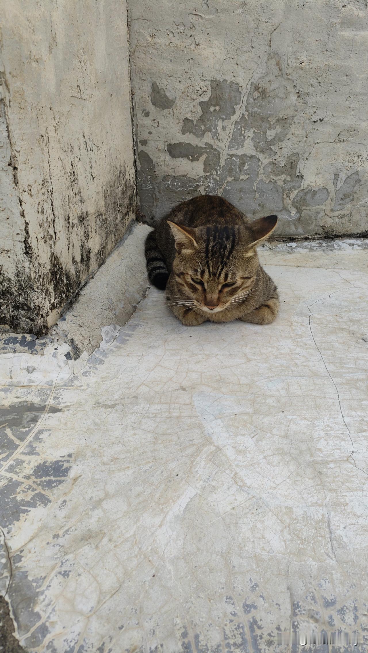 多说无益，还不如一声不吭。当那些本想说出的话，被无力感咽回时，沉默成了最好的表达